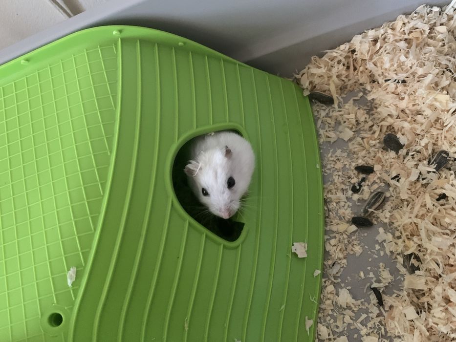 Vand hamster……..