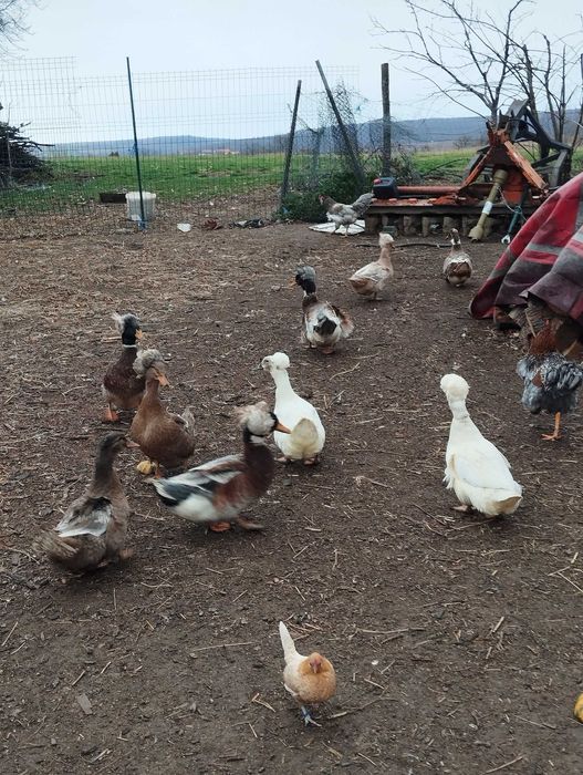 Vând rățoi cu moț