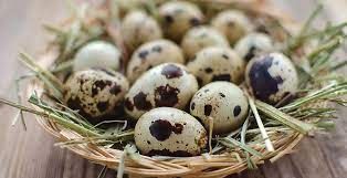 Инкубационные яйца перепелов