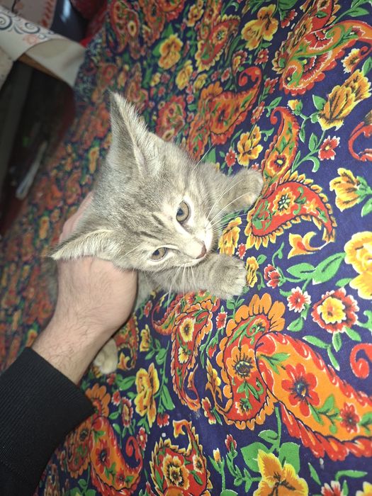 Mushuk bolalari tekinga