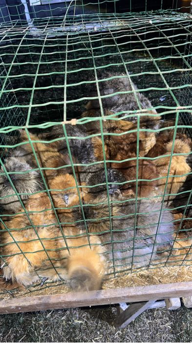 Matase japoneza exemplare top