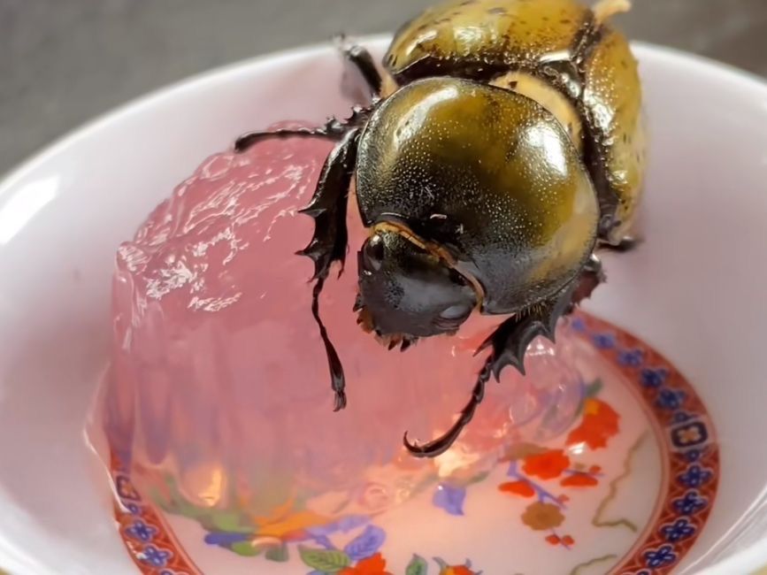 Beetle jelly ( jeleu nutritiv pentru insecte )