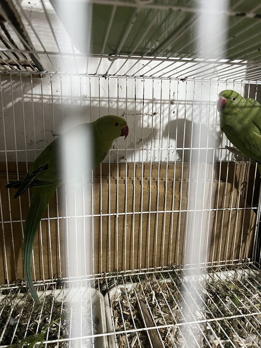 Продаются ожереловые попугаи
