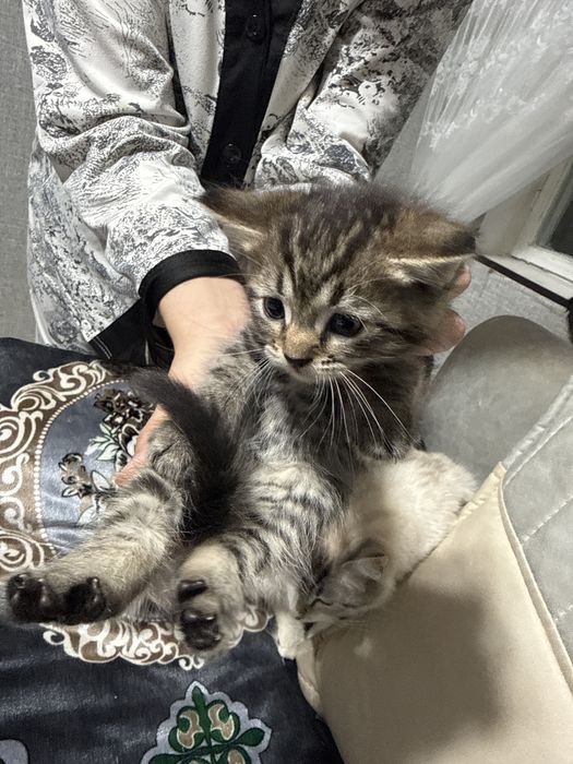 Мушук сотилади