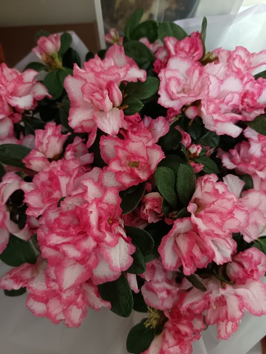 Цветок азалия цветы