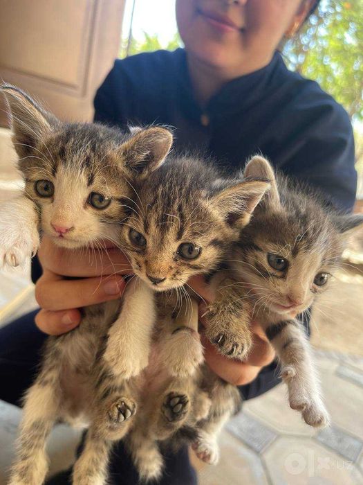 Котята 1.5 месяцов