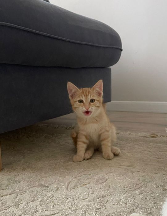 Котята ищут семью