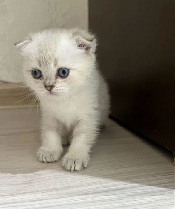 Шотланский вислоухий котенок