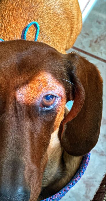 •	Petsitter - Cazare pisici/câini – îngrijire când ești plecat(ă)