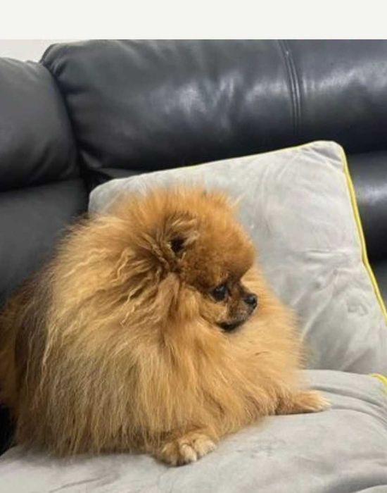 Померан мини и стандартен