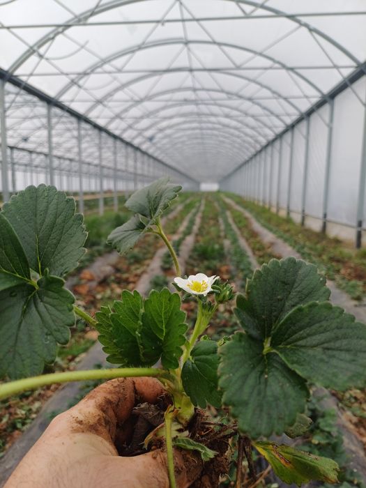 Stoloni capsuni remontanti Albion