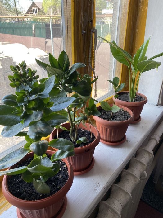 Продам,домашние комнатные цветы