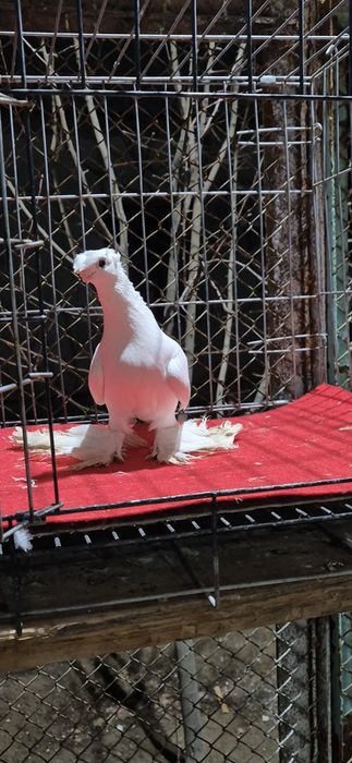 Белая голубкааааа