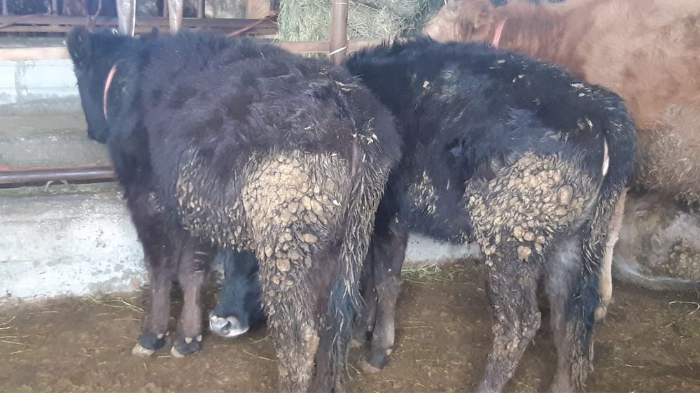 8-9 айлық ұрғашы бұзаулар сатылады