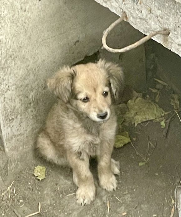 Щенки в добрые руки