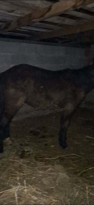 Жабагы Тай 11 айлык ургашы