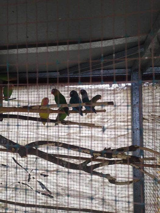 Неразлучные - попугаи жёлтый синий