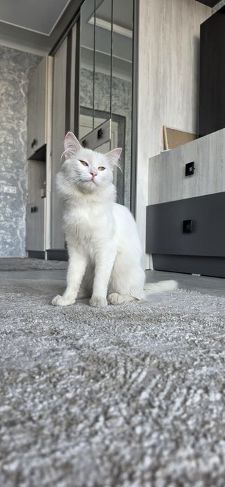 Кот Турецкая Ангора