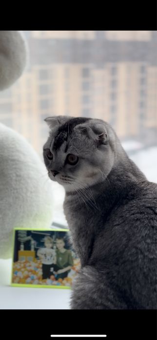 Ищем подружку для вязки