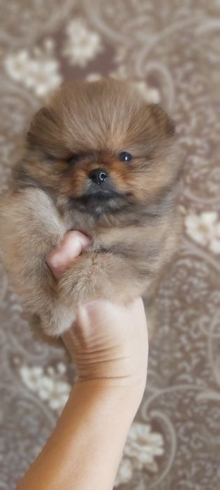 Шпицы рыжие готовы  к переезду