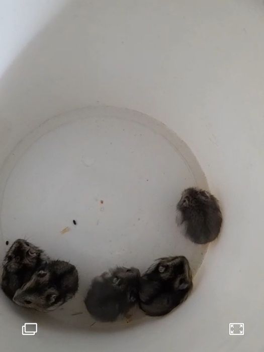 Хомячки джунгарские