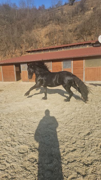 Cai Frezieni armăsari iepe de vanzare