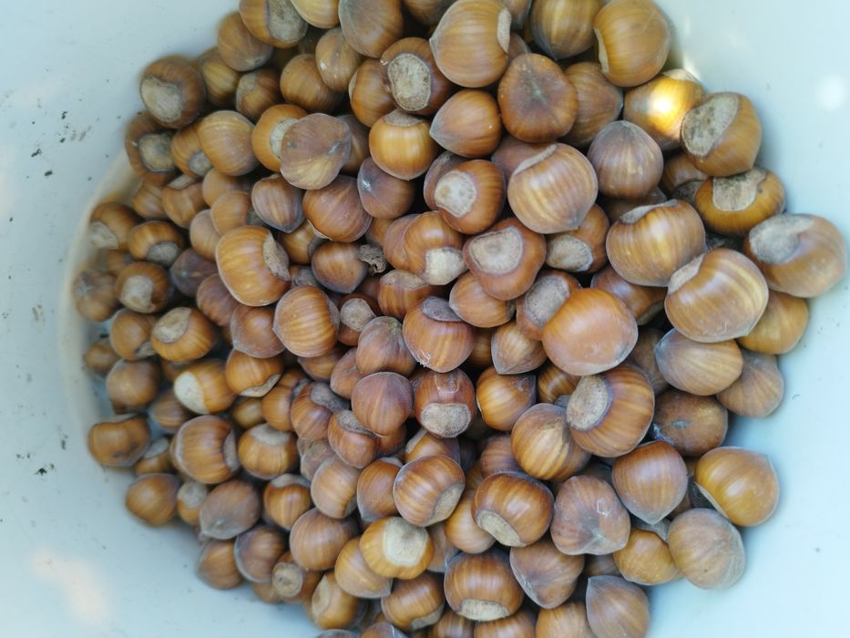 Alune de pădure,bio