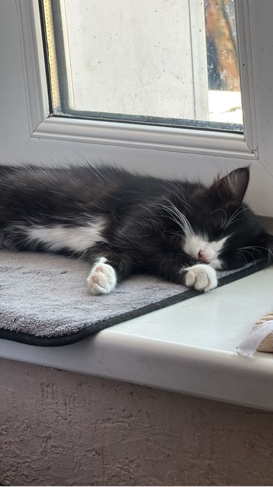 Котята здоровые чистые