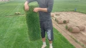 Landshaft yaratish.Gazon,archa,mevali daraxlar