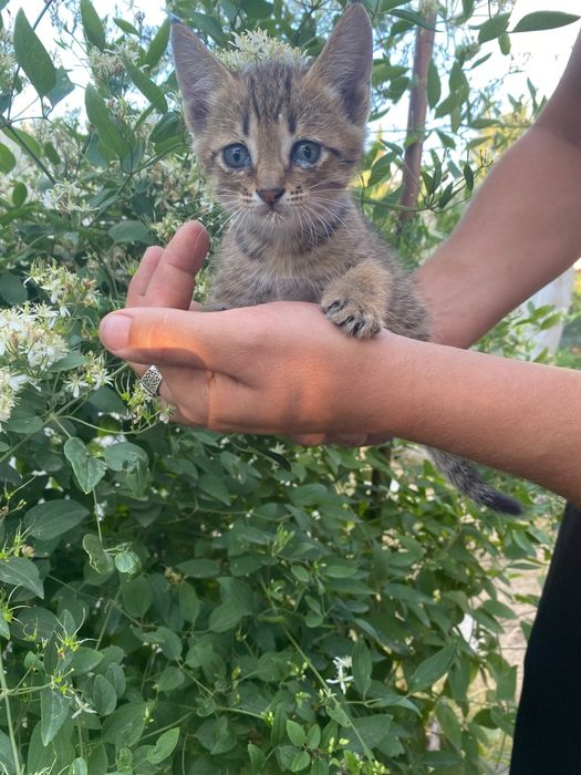 Срочно ищут дом!