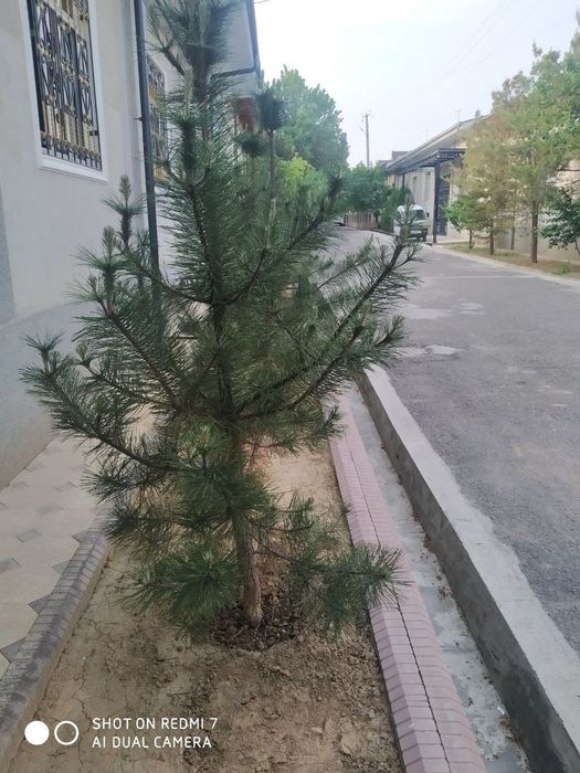 Арча сотилади. Срочно