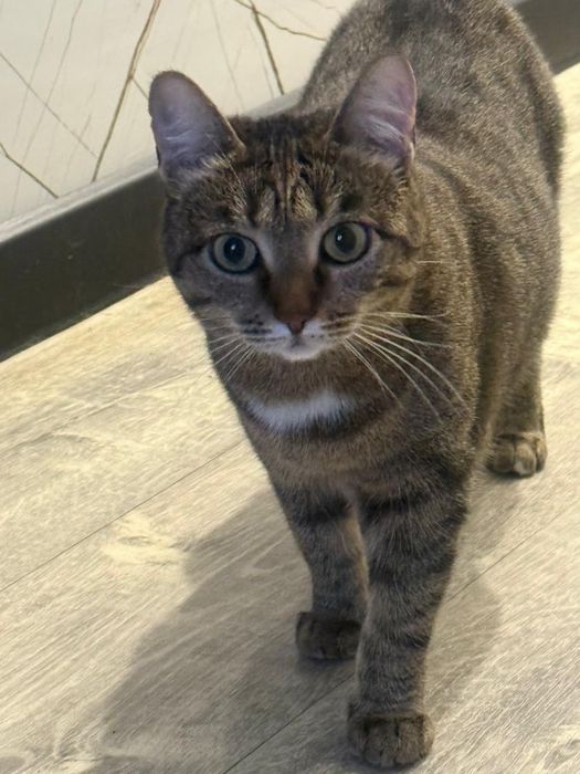 Отдам в добрые руки стерилизованную кошечку