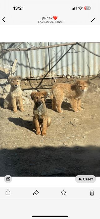 Щенки / Күшік бесплатно