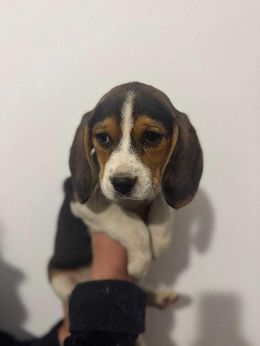 Catelus Beagle Pedigree Tricolor