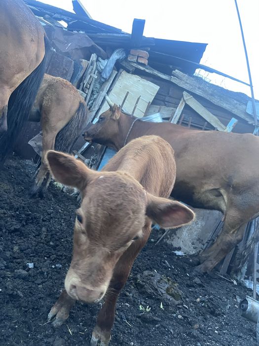 Продам телят,двое пародистые