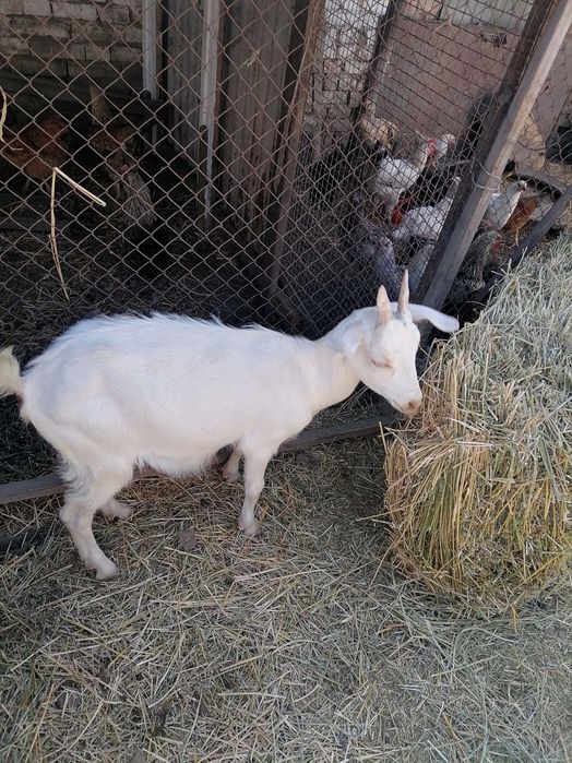 Продам козозочек