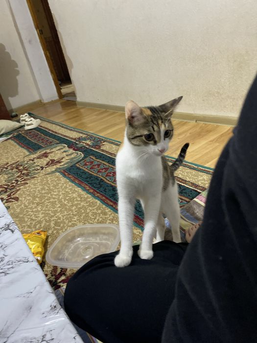 Бесплатно доставка есть