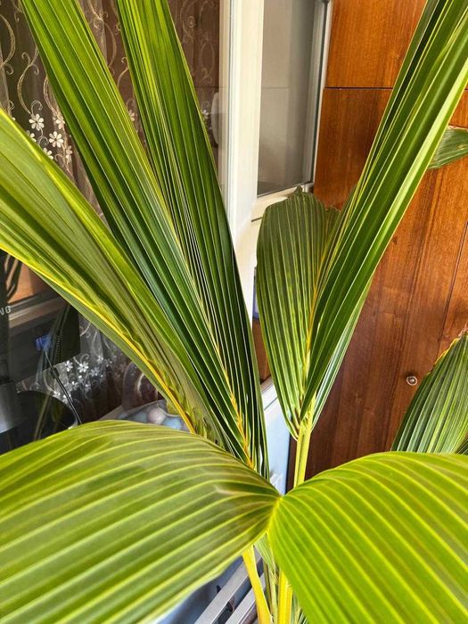 Живая пальма срочно