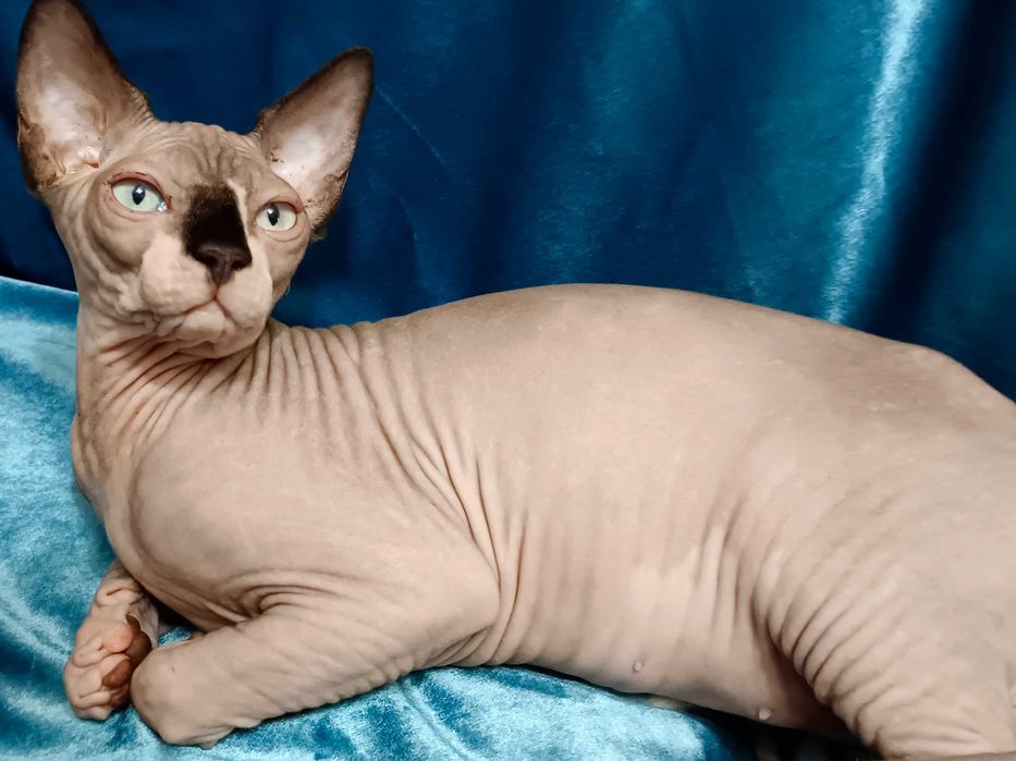 Канадский сфинкс