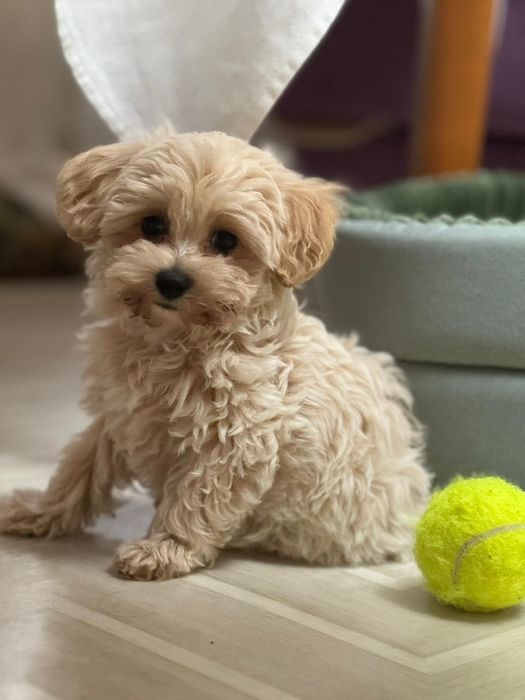 Мальтипу мальчишки