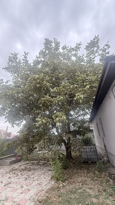 Отдам дерево на спил бесплатно