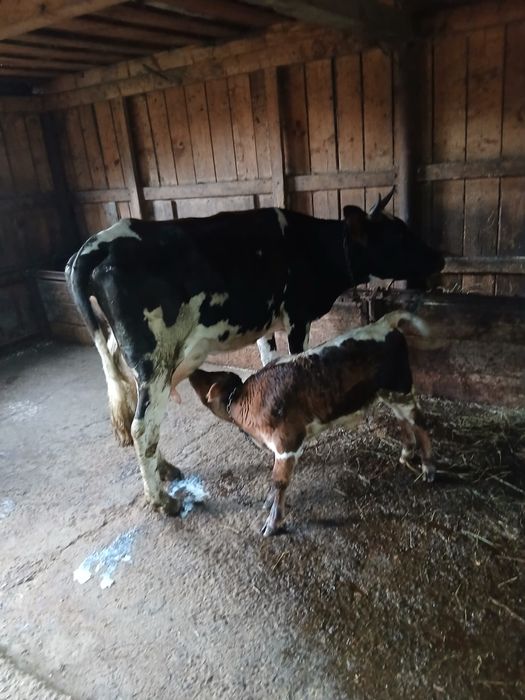 Vand vaca fatata a2 ora cu tauras