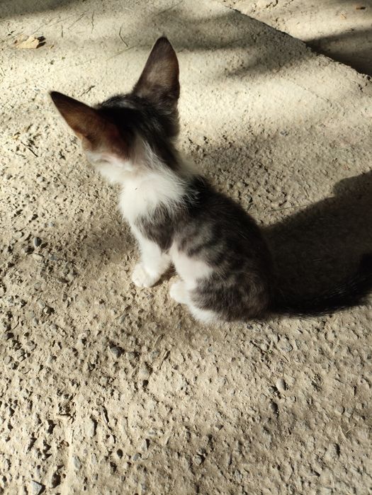 Маленький котёнок ищет дом и заботу