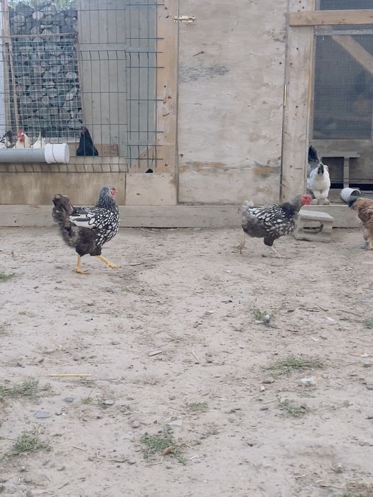 Продам курей виандот серебро