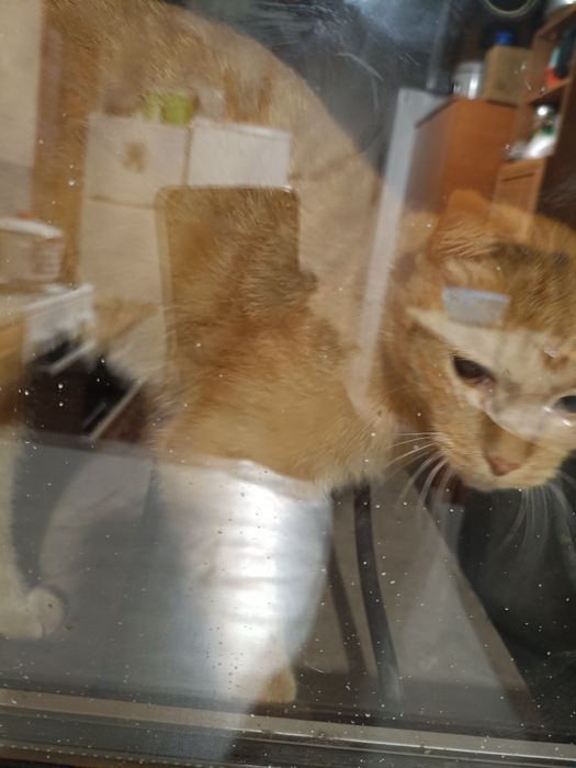 Нашелся рыжий кот