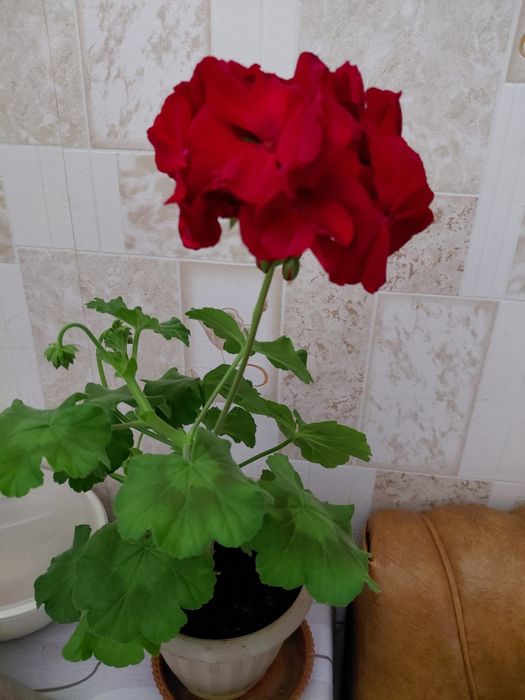 Продам недорого герань, цена 2000т