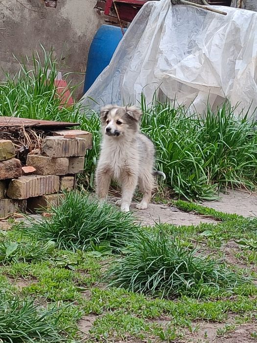 Отдам 3-месячных щенят