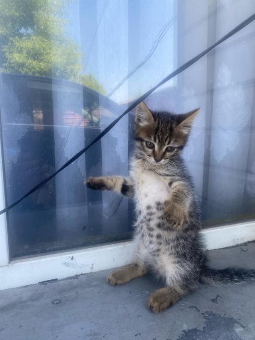 Домашний игривый котенок