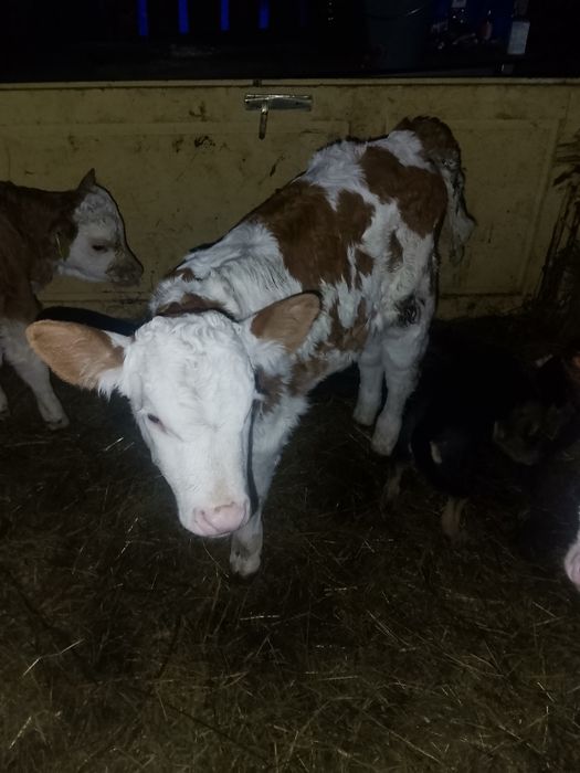 Vand viței antercati și de lapte