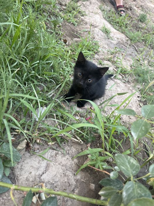 Котят даром чистый